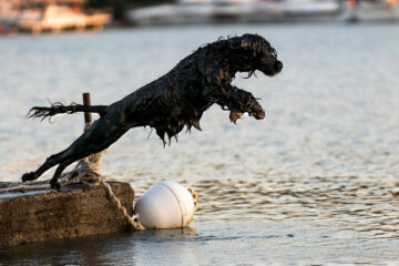 Portugiesischer Wasserhund springt ins Wasser