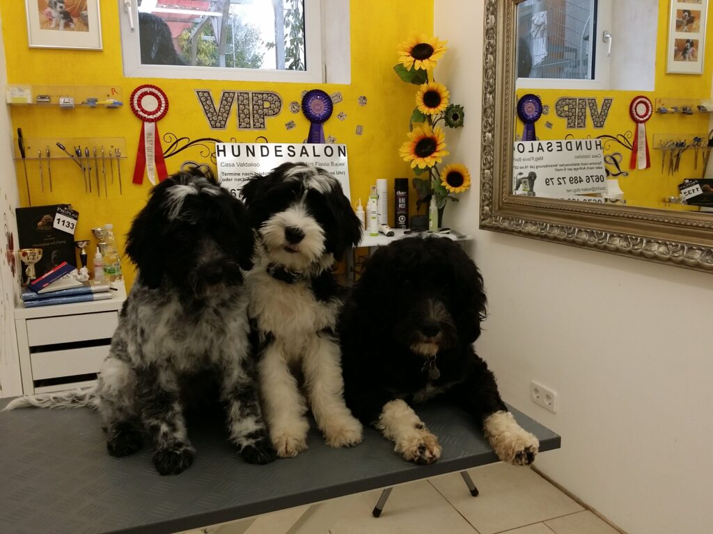 Welpen im Hundesalon