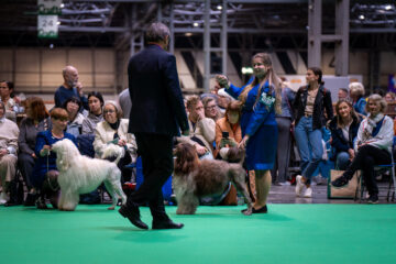 Rasserichten Crufts