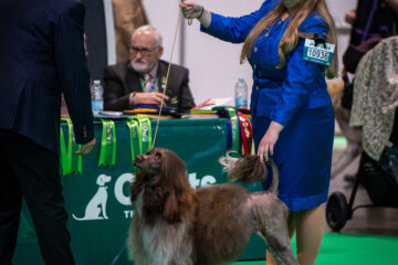 Portugiesischer Wasserhund Crufts